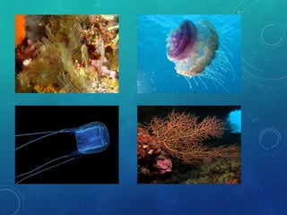 Cnidarios | PPTX