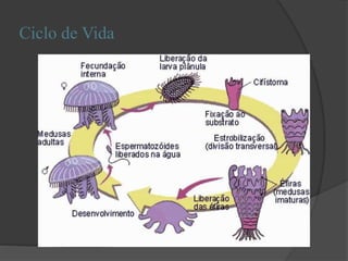 Ciclo de Vida
 