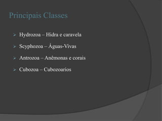 Principais Classes
 Hydrozoa – Hidra e caravela
 Scyphozoa – Águas-Vivas
 Antrozoa – Anêmonas e corais
 Cubozoa – Cubozoarios
 