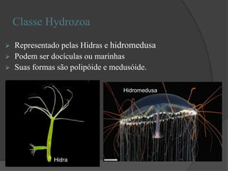 Classe Hydrozoa
 Representado pelas Hidras e hidromedusa
 Podem ser docículas ou marinhas
 Suas formas são polipóide e medusóide.
Hidra
Hidromedusa
 
