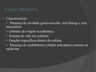 Classe Hydrozoa
 Caracteristicas:
 Presença de cavidade gastrovascular, sem faringe e sem
mesentério.
 Gônadas de origem ectodérmica.
 Sistema de vida em colônias.
 Funções específicas dentro da colônia.
 Presença de cnidoblastos (células urticantes) somente na
epiderme.
 