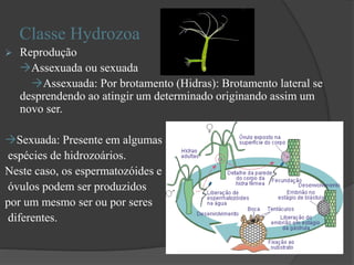 Classe Hydrozoa
 Reprodução
Assexuada ou sexuada
Assexuada: Por brotamento (Hidras): Brotamento lateral se
desprendendo ao atingir um determinado originando assim um
novo ser.
Sexuada: Presente em algumas
espécies de hidrozoários.
Neste caso, os espermatozóides e
óvulos podem ser produzidos
por um mesmo ser ou por seres
diferentes.
 