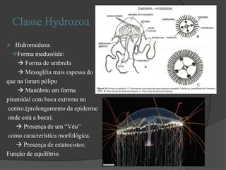 Classe Hydrozoa
 Hidromedusa:
Forma medusóide:
 Forma de umbrela
 Mesogléia mais espessa do
que na foram pólipo
 Manúbrio em forma
piramidal com boca extrema no
centro.(prolongamento da epiderme
onde está a boca).
 Presença de um “Véu”
como característica morfológica.
 Presença de estatocistos:
Função de equilíbrio.
 