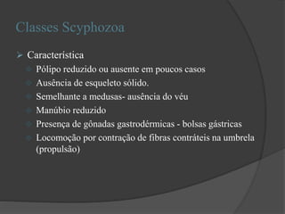 Classes Scyphozoa
 Característica
 Pólipo reduzido ou ausente em poucos casos
 Ausência de esqueleto sólido.
 Semelhante a medusas- ausência do véu
 Manúbio reduzido
 Presença de gônadas gastrodérmicas - bolsas gástricas
 Locomoção por contração de fibras contráteis na umbrela
(propulsão)
 