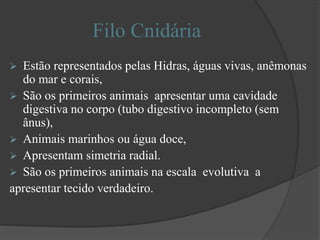 Filo Cnidária
 Estão representados pelas Hidras, águas vivas, anêmonas
do mar e corais,
 São os primeiros animais apresentar uma cavidade
digestiva no corpo (tubo digestivo incompleto (sem
ânus),
 Animais marinhos ou água doce,
 Apresentam simetria radial.
 São os primeiros animais na escala evolutiva a
apresentar tecido verdadeiro.
 