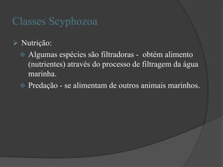 Classes Scyphozoa
 Nutrição:
 Algumas espécies são filtradoras - obtém alimento
(nutrientes) através do processo de filtragem da água
marinha.
 Predação - se alimentam de outros animais marinhos.
 