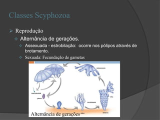 Classes Scyphozoa
 Reprodução
 Alternância de gerações.
 Assexuada - estrobilação: ocorre nos pólipos através de
brotamento.
 Sexuada: Fecundação de gametas
Alternância de gerações
 