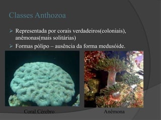 Classes Anthozoa
 Representada por corais verdadeiros(coloniais),
anêmonas(mais solitárias)
 Formas pólipo – ausência da forma medusóide.
Coral Cérebro Anêmona
 