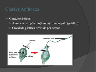 Classes Anthozoa
 Caraciteristicas:
 Ausência de opérculo(tampa) e cnidocpilio(gatilho)
 Cavidade gástrica dividida por septos
 