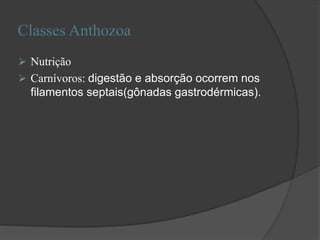 Classes Anthozoa
 Nutrição
 Carnívoros: digestão e absorção ocorrem nos
filamentos septais(gônadas gastrodérmicas).
 