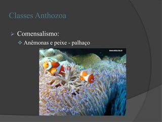 Classes Anthozoa
 Comensalismo:
 Anêmonas e peixe - palhaço
 