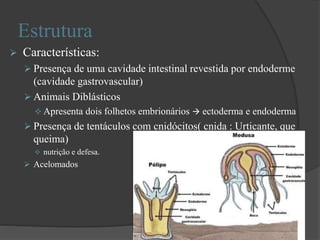 Estrutura
 Características:
 Presença de uma cavidade intestinal revestida por endoderme
(cavidade gastrovascular)
 Animais Diblásticos
 Apresenta dois folhetos embrionários  ectoderma e endoderma
 Presença de tentáculos com cnidócitos( cnida : Urticante, que
queima)
 nutrição e defesa.
 Acelomados
 