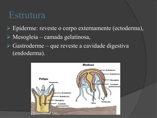 Estrutura
 Epiderme: reveste o corpo externamente (ectoderma),
 Mesogleia – camada gelatinosa,
 Gastroderme – que reveste a cavidade digestiva
(endoderma).
 