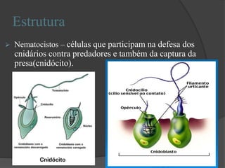 Estrutura
 Nematocistos – células que participam na defesa dos
cnidários contra predadores e também da captura da
presa(cnidócito).
 