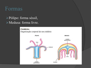 Formas
Pólipo: forma séssil,
Medusa: forma livre.
 