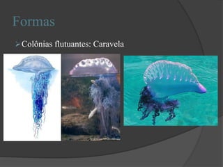 Formas
Colônias flutuantes: Caravela
 