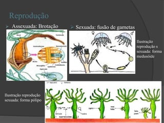Reprodução
 Assexuada: Brotação  Sexuada: fusão de gametas
Ilustração reprodução
sexuada: forma pólipo
Ilustração
reprodução s
sexuada: forma
medusóide
 