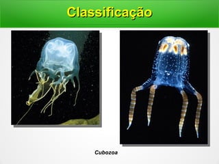 Cubozoa
ClassificaçãoClassificação
 
