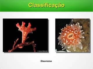 Staurozoa
ClassificaçãoClassificação
 
