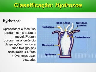 Hydrozoa:
Apresentam a fase fixa
predominante sobre a
móvel. Podem
apresentar alternância
de gerações, sendo a
fase fixa (pólipo)
assexuada e a fase
móvel (medusa),
sexuada.
Classificação:Classificação: HydrozoaHydrozoa
 