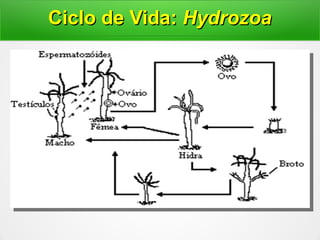 Ciclo de Vida:Ciclo de Vida: HydrozoaHydrozoa
 