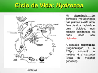 Obelia sp
Ciclo de Vida:Ciclo de Vida: HydrozoaHydrozoa
Na alternância de
gerações (metagênese)
das plantas existe uma
fase de vida haploide e
uma diploide; nos
animais (cnidários) as
duas fases são
diploides.
A geração assexuada
(fragmentação) é o
Pólipo, enquanto a
medusa é a sexuada
(troca de material
genético).
 