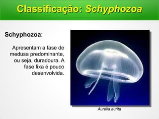 Aurelia aurita
Schyphozoa:
Apresentam a fase de
medusa predominante,
ou seja, duradoura. A
fase fixa é pouco
desenvolvida.
Classificação:Classificação: SchyphozoaSchyphozoa
 