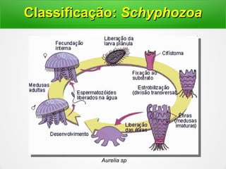 Aurelia sp
Classificação:Classificação: SchyphozoaSchyphozoa
 