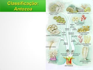 Classificação:Classificação:
AntozoaAntozoa
 