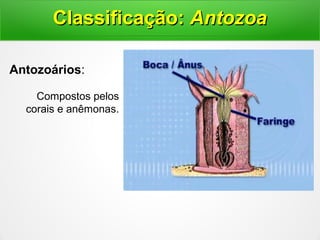 Antozoários:
Compostos pelos
corais e anêmonas.
Classificação:Classificação: AntozoaAntozoa
 
