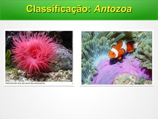 Classificação:Classificação: AntozoaAntozoa
 