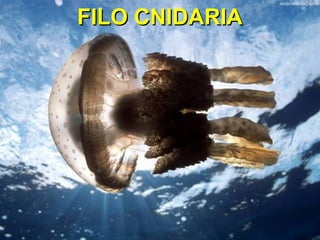 FILO CNIDARIAFILO CNIDARIA
 