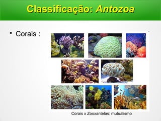 • Corais :
Corais x Zooxantelas: mutualismo
Classificação:Classificação: AntozoaAntozoa
 