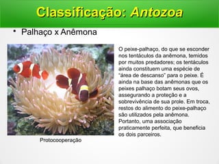 • Palhaço x Anêmona
Protocooperação
Classificação:Classificação: AntozoaAntozoa
O peixe-palhaço, do que se esconder
nos tentáculos da anêmona, temidos
por muitos predadores; os tentáculos
ainda constituem uma espécie de
“área de descanso” para o peixe. É
ainda na base das anêmonas que os
peixes palhaço botam seus ovos,
assegurando a proteção e a
sobrevivência de sua prole. Em troca,
restos do alimento do peixe-palhaço
são utilizados pela anêmona.
Portanto, uma associação
praticamente perfeita, que beneficia
os dois parceiros.
 