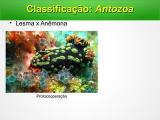 • Lesma x Anêmona
Classificação:Classificação: AntozoaAntozoa
Protocooperação
 
