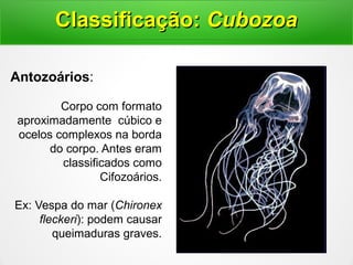 Classificação:Classificação: CubozoaCubozoa
Antozoários:
Corpo com formato
aproximadamente cúbico e
ocelos complexos na borda
do corpo. Antes eram
classificados como
Cifozoários.
Ex: Vespa do mar (Chironex
fleckeri): podem causar
queimaduras graves.
 
