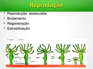 • Reprodução: assexuada
• Brotamento
• Regeneração
• Estrobilização
ReproduçãoReprodução
 