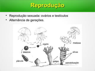 • Reprodução sexuada: ovários e testículos
• Alternância de gerações.
ReproduçãoReprodução
 