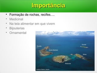 • Formação de rochas, recifes….
• Medicinal
• Na teia alimentar em que vivem
• Bijouterias
• Ornamental
ImportânciaImportância
 