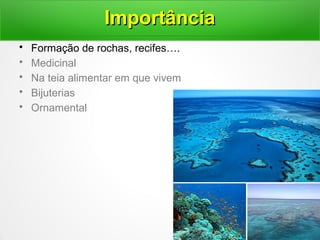 • Formação de rochas, recifes….
• Medicinal
• Na teia alimentar em que vivem
• Bijuterias
• Ornamental
ImportânciaImportância
 