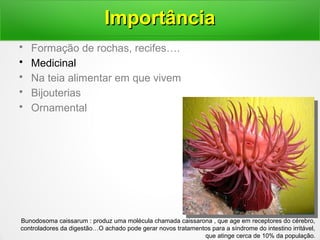 • Formação de rochas, recifes….
• Medicinal
• Na teia alimentar em que vivem
• Bijouterias
• Ornamental
ImportânciaImportância
Bunodosoma caissarum : produz uma molécula chamada caissarona , que age em receptores do cérebro,
controladores da digestão…O achado pode gerar novos tratamentos para a síndrome do intestino irritável,
que atinge cerca de 10% da população.
 