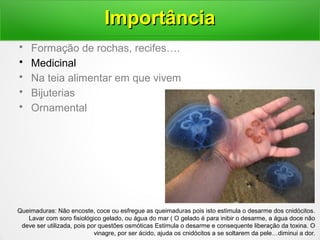 • Formação de rochas, recifes….
• Medicinal
• Na teia alimentar em que vivem
• Bijuterias
• Ornamental
ImportânciaImportância
Queimaduras: Não encoste, coce ou esfregue as queimaduras pois isto estimula o desarme dos cnidócitos.
Lavar com soro fisiológico gelado, ou água do mar ( O gelado é para inibir o desarme, a água doce não
deve ser utilizada, pois por questões osmóticas Estimula o desarme e consequente liberação da toxina. O
vinagre, por ser ácido, ajuda os cnidócitos a se soltarem da pele…diminui a dor.
 