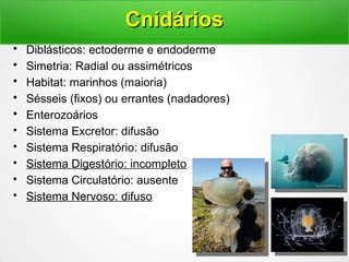 • Diblásticos: ectoderme e endoderme
• Simetria: Radial ou assimétricos
• Habitat: marinhos (maioria)
• Sésseis (fixos) ou errantes (nadadores)
• Enterozoários
 Sistema Excretor: difusão
 Sistema Respiratório: difusão
 Sistema Digestório: incompleto
 Sistema Circulatório: ausente
 Sistema Nervoso: difuso
CnidáriosCnidários
 