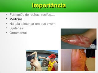 • Formação de rochas, recifes….
• Medicinal
• Na teia alimentar em que vivem
• Bijuterias
• Ornamental
ImportânciaImportância
 