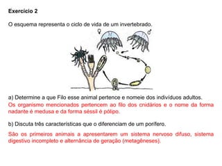 Exercício 2
O esquema representa o ciclo de vida de um invertebrado.
a) Determine a que Filo esse animal pertence e nomeie dos indivíduos adultos.
b) Discuta três características que o diferenciam de um porífero.
Os organismo mencionados pertencem ao filo dos cnidários e o nome da forma
nadante é medusa e da forma séssil é pólipo.
São os primeiros animais a apresentarem um sistema nervoso difuso, sistema
digestivo incompleto e alternância de geração (metagêneses).
 