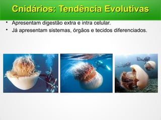 • Apresentam digestão extra e intra celular.
• Já apresentam sistemas, órgãos e tecidos diferenciados.
Cnidários: Tendência EvolutivasCnidários: Tendência Evolutivas
 