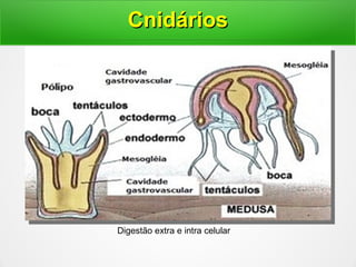 Digestão extra e intra celular
CnidáriosCnidários
 