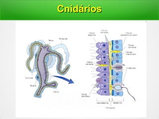 CnidáriosCnidários
 