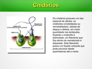 CnidáriosCnidários
Os cnidários possuem um tipo
especial de células, os
cnidócitos (cnidoblastos ou
nematoblastos), células de
ataque e defesa, em maior
quantidade nos tentáculos.
Quando o cnidocílio é
estimulado, um filamento que
fica dentro do nematocisto é
disparado. Este filamento
possui um líquido urticante que
pode provocar desde
queimaduras até a morte.
 