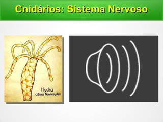 Cnidários: Sistema NervosoCnidários: Sistema Nervoso
 